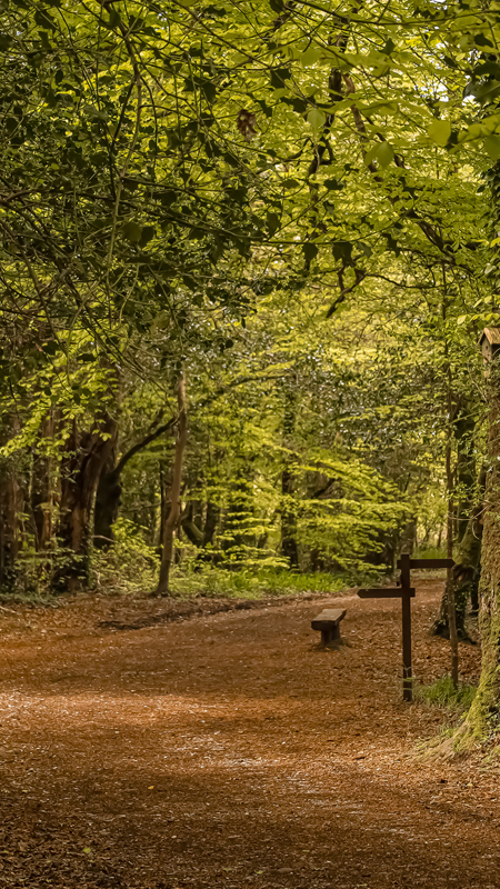 Woods outside