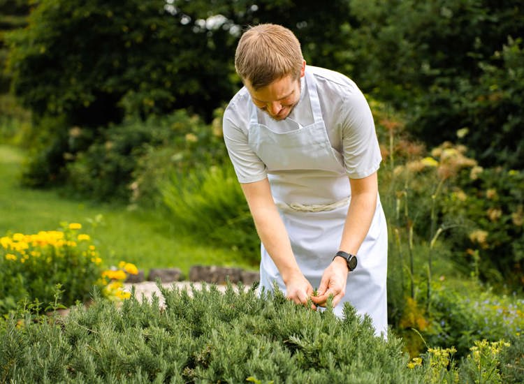 Picking up fresh Herbs