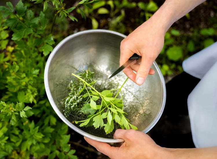 Fresh Herbs in the Bowl
